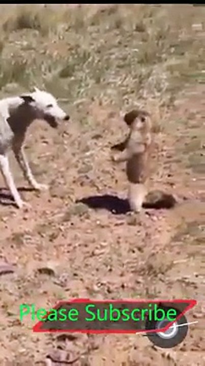 Dogs and Mongoose fighting
