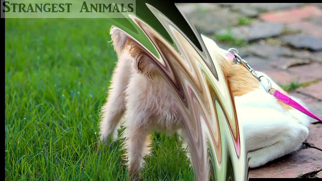 The Strangest DOGS 1