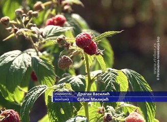 Dobar rod maline,niska cena, 22. jul 2017. (RTV Bor)