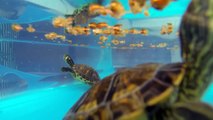 Cuidados básicos de una tortuga de agua dulce