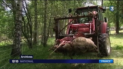Loups : le gouvernement autorise l'abattage de 40 spécimens