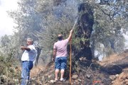 Aydın'da 200 Zeytin Ağacı Yandı