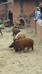 16 Juillet 25017: Pairi Daïza