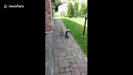 Pet cat and dog have ferocious UFC style fight