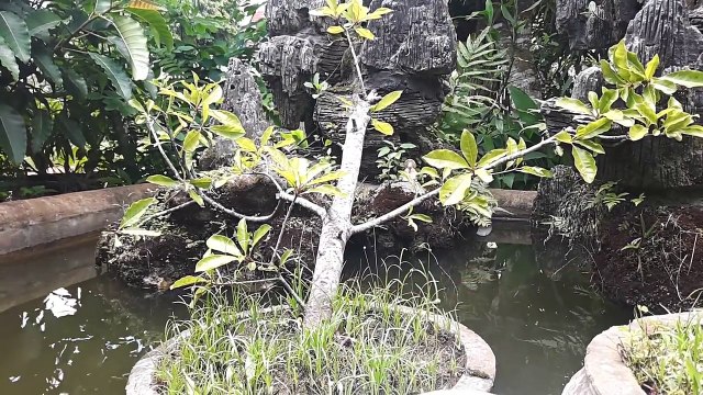 ᴴᴰ Best Cartoon For Kids 2016 ☆♥ Mickey Mouse Pluto Springtime for Pluto