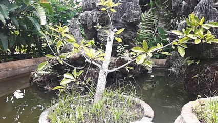 ᴴᴰ Best Cartoon For Kids 2016 ☆♥ Mickey Mouse Pluto Springtime for Pluto