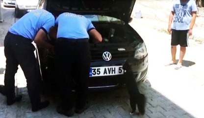 Anne Kedi, Yavrusu Kurtarılırken Başından Ayrılmadı