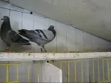 La volière de pigeons voyageurs