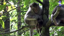 Motorcycle Killed Baby Monkey | Lovely Baby Monkey Was Killed By Motorcycle(Angkor Thom)
