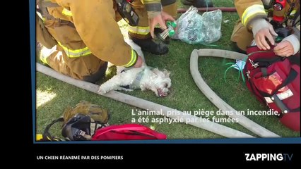 Des pompiers sauvent de justesse un chien asphyxié dans un incendie (Vidéo)