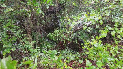 Sun City Slough video