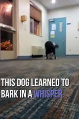 Cão aprende a ladrão baixinho para não incomodar vizinhos