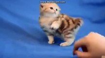 komik ve sevimli kedi videoları