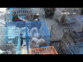 NET12 6 Maret Sebagai Hari Satwa Liar