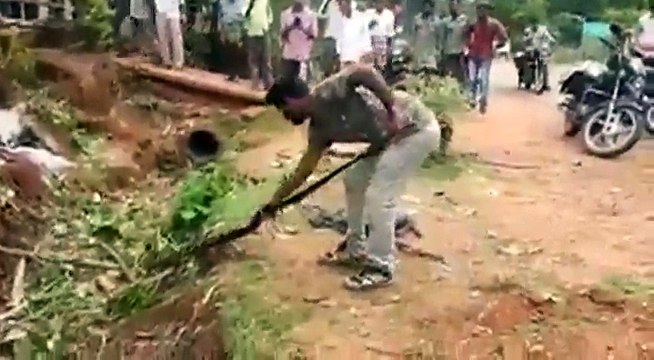 Un cobra monstrueux sort d'un trou dans le sol !!