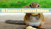Et les meilleures tamia mignonne le plus drôle drôle écureuil vidéos Compilation danimaux