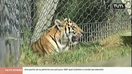 Saint-Martin-la-Plaine accueille 3 tigres de Sibérie