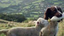 Dog Feeds Orphaned Lamb With Bottle