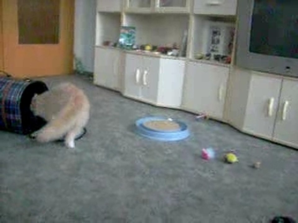 Lucky und Lumisch voll in Aktion