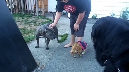 PIT BULL VS ROTTWEILER!!! HUGE CHAINED BULLY GETS NOSE TO NOSE WITH ROTTWEILER