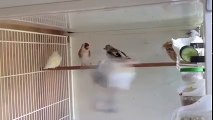 mutation goldfinches feeding their babies