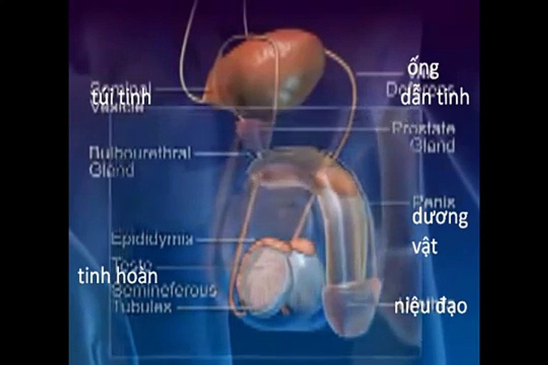Quá trình hình thành và xuất tinh