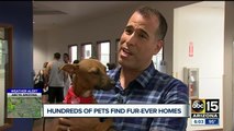 Successful adoption event at Maricopa County animal shelter