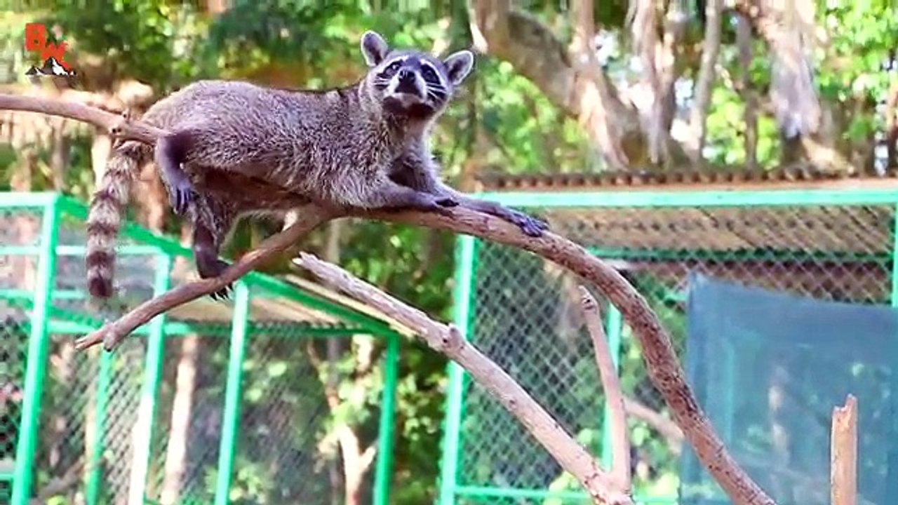 Bebé rescatada tucanes