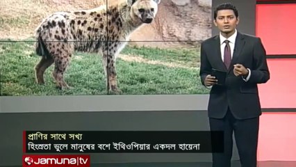 হায়নার সাথে প্রেম ! বিশ্বের প্রথম বিরল ঘটনাটি দেখুন-