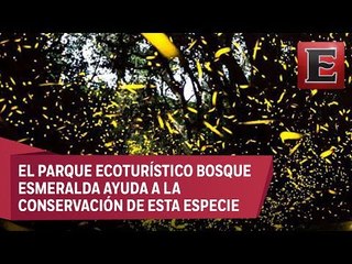Amecameca es el santuario de las luciérnagas