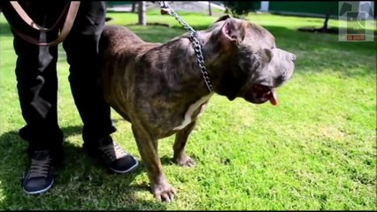 ENTRENAMIENTO DE PERROS PITBULL - MI AMIGO