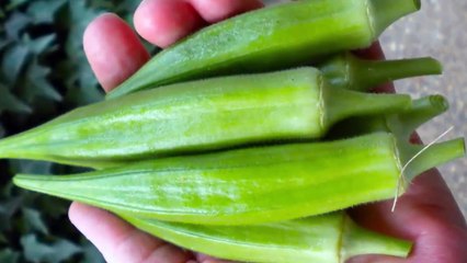 بھنڈی کھانے والو ذرا یہ ویڈیو بھی دیکھ لو