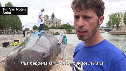 Hold the press... Sperm whale washes up in Paris...