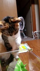 Ce chat a trouvé un nouvel ami : une petite grenouille adorable