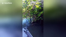 Good Samaritans rescue turtle stuck in mangrove tree branches