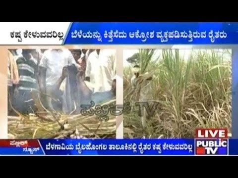Belagavi: Farmers Burn Sugar Cane Fields