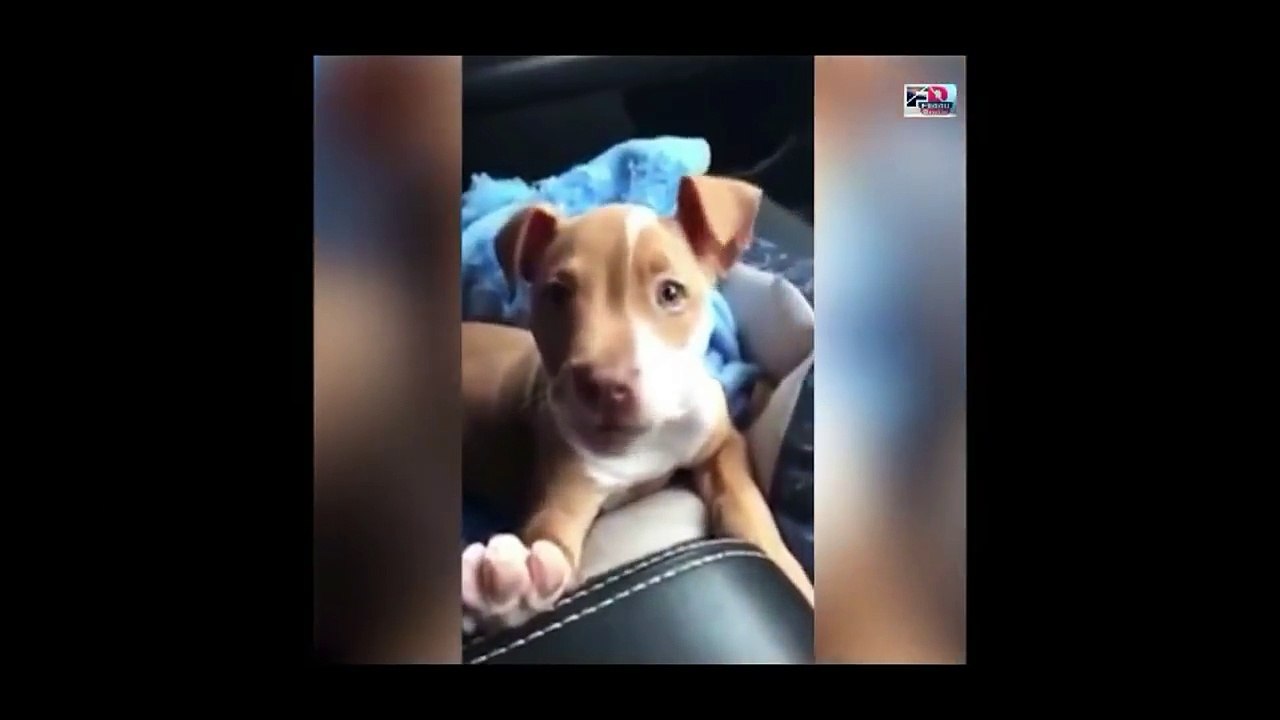 Funny animal compilation(part4) - Watch & laugh!_HD