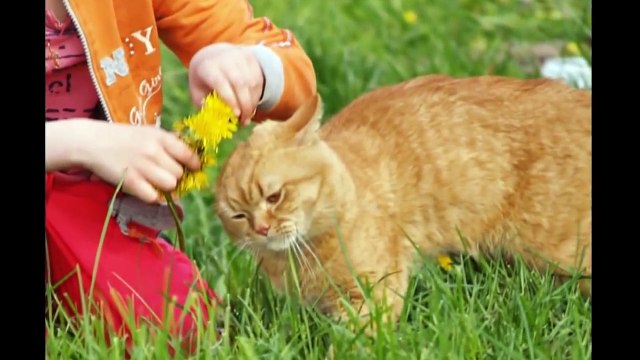 Pour enfants chansons bébé chansons, playlist playlist