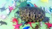 Animaux bébés enfants enfants Apprendre apprentissage des noms océan animal de compagnie Mer les tout-petits tortue eau anim