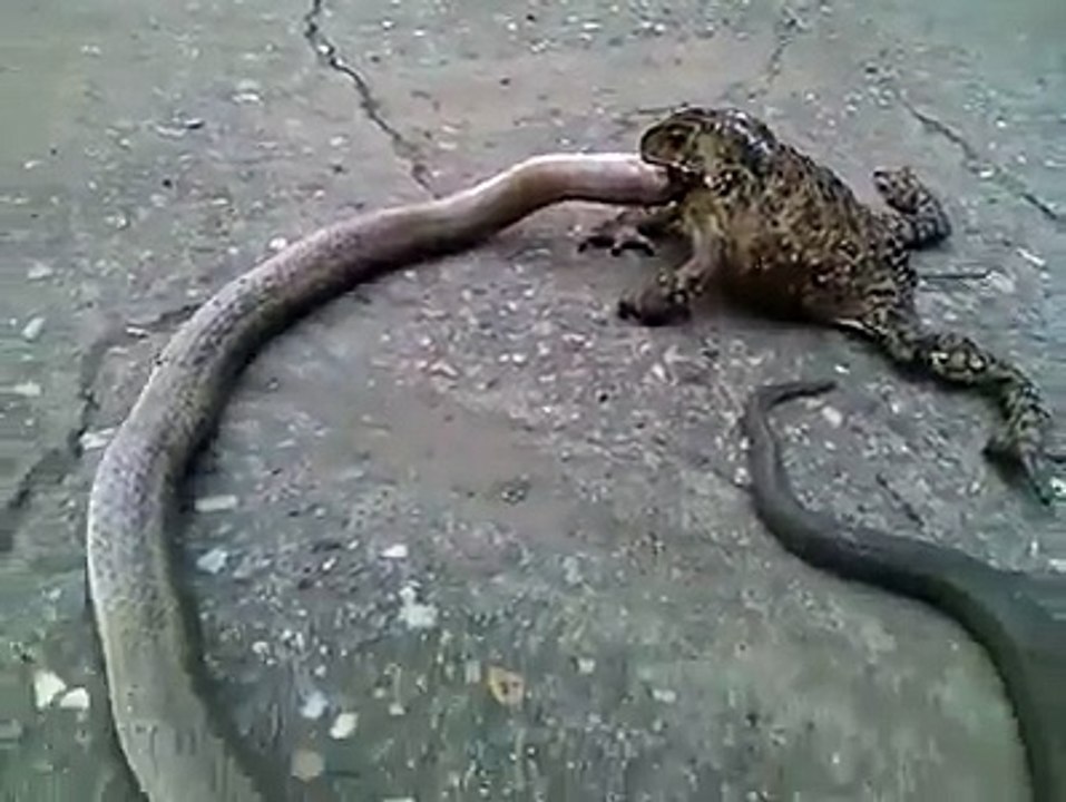 Kurbağa dev yılanı yedi #kurbağa #yılan #yedi #belgesel
