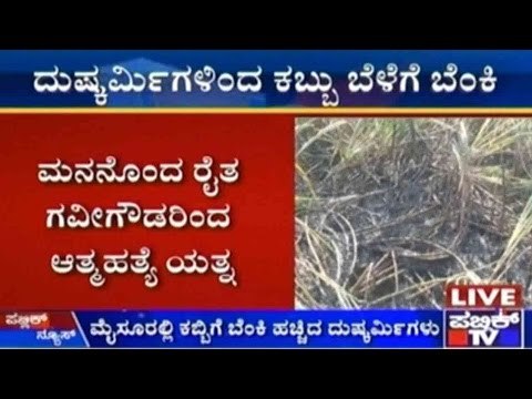 Goons Destroy Farmer's Sugarcane Field, Farmer Commits Suicide