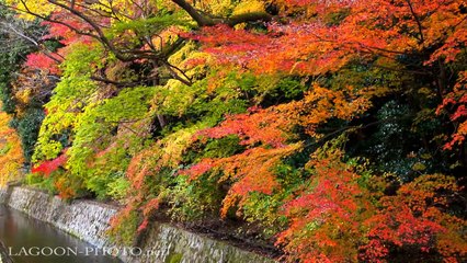 Kyoto autumn leaves