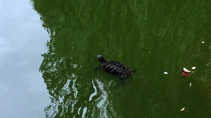 Enregistrement mobile du 23 juil. 2017