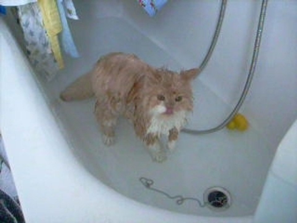 Die Katze die Keine Angst kennt