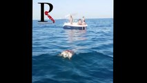 Monopoli: trovata tartaruga marina morta, galleggiava vicino alle barche