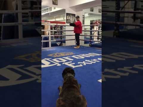 Police Dog Training Attacks Elie Seckbach - esnews boxing
