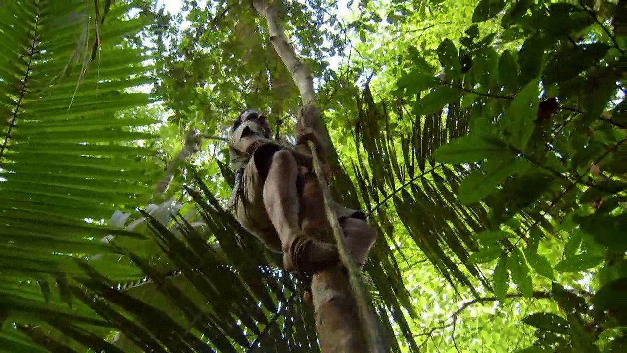 ✅ Sobrevivendo na Tribo ☆ 1ª Temp.- Epis.1 ☆ Floresta Tropical.