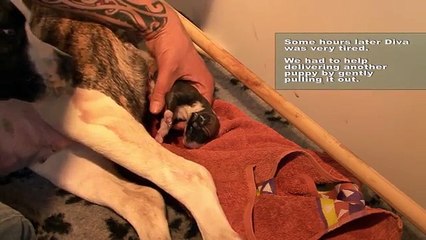 Cette maman enceinte cache un gigantesque secret dans son ventre. Quand elle met au monde son premier bébé? C'EST HALLU