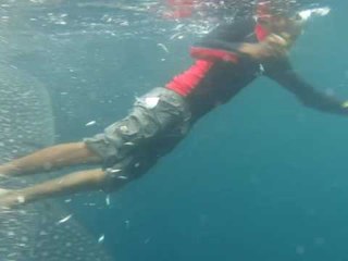 Download Video: Diver Removes Fishing Line From Wounded Shark