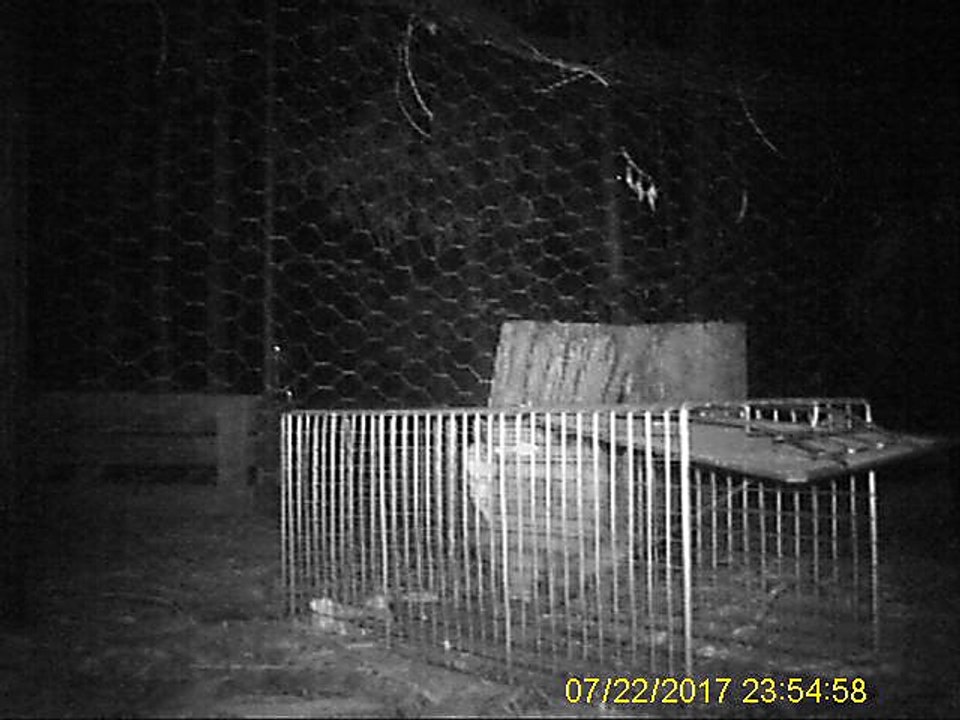 Fox Trap Night 8 - Not set + Meat Fat + Cat